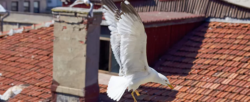 Residential Chimney Animal Removal Solution in Alton, IL